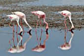 Four flamingos and reflections