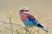 Lilac-breasted roller perched on a shrub