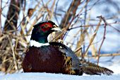 Male pheasant resting in snow