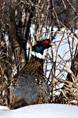 Male pheasant camouflaged in tall grass