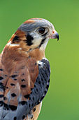 Male kestrel portrait