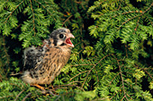 Kestrel fledgling calling for its parents