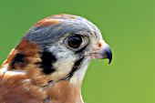 Portrait of a male kestrel