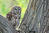 Barred owl perched in a tree