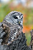 Barred owl resting on top of a snag in autumn