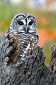 Barred owl resting on top of a snag in autumn