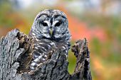 Barred owl resting on top of a snag in autumn