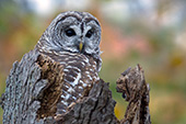 Barred owl resting on top of a snag in autumn