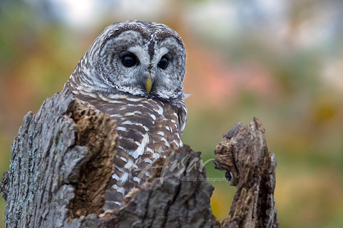Barred owl resting on top of a snag in autumn