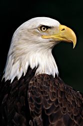 Majestic