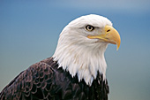 Bald eagle portrait