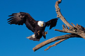 Bald eagle landing on a snag
