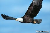 Bald eagle in flight