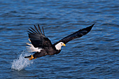 Bald eagle catching a fish