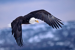 Eagles
