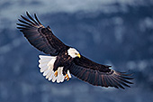 Bald eagle getting ready to land