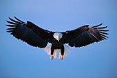 Bald eagle coming in for a landing