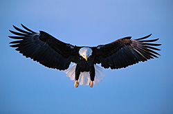 Incoming