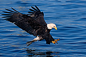Bald eagle getting ready to catch a fish