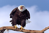 Adult eagle giving a warning call