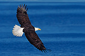 Eagle soaring over Kachemak Bay (winter)