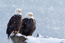 Weathering the Storm