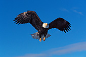 Eagle in flight preparing to land