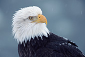 Eagle portrait in falling snow