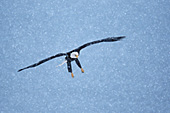 Eagle coming in for a landing in heavy snow