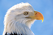 Backlit eagle