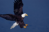 Eagle coming in for a landing