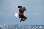 Eagle changing direction in mid-air