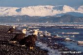 Bald eagles on a beach with mountains behind