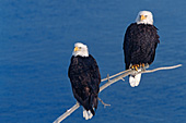 Eagle pair perched on a branch above water