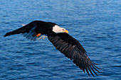 Eagle flying over Kachemak Bay