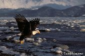 Eagle flying over icy Kachemak Bay