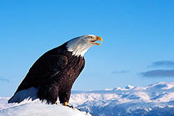 Freedom Call