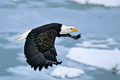 Eagle flying over Kachemak Bay (winter)