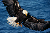 Eagle coming in for a landing (winter)