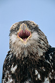 Juvenile eagle calling