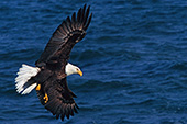 Eagle in flight banking over water