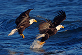 Two mature eagles trying to catch the same fish
