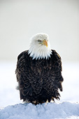 Eagle portrait (winter)