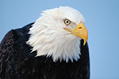 Adult eagle portrait