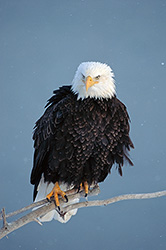The Sentinel