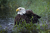 Eagle taking a bath in a river