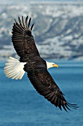 Soaring Over the Bay