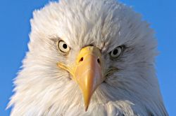 Eagle Eyes