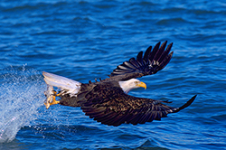 The Catch