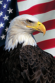 Bald eagle & American flag